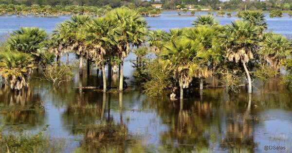 La Nación / Reserva Natural Aguapey en Ypacaraí, un santuario natural del Chaco húmedo