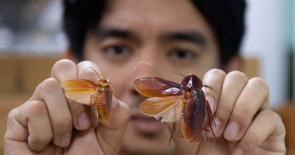 La Nación / Las cucarachas, esos insectos incomprendidos