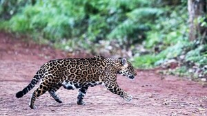 Van tras las huellas de los felinos en peligro de extinción