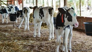 Appec: Menor base de vientres impacta en oferta de ganado