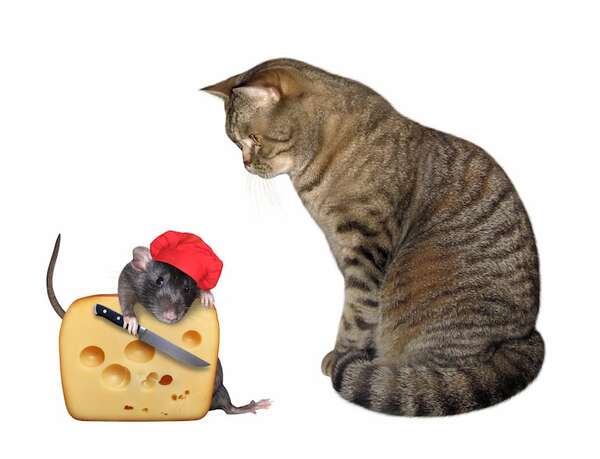 ¿Los gatos sueñan con ratones? Estudios sobre actividad cerebral de felinos en fase REM - Mascotas - ABC Color