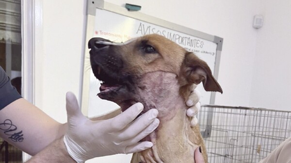 Canela se recupera y debe hacer fisioterapia