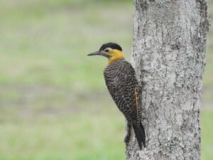 Los pájaros carpinteros o ypekû: ingenieros y arquitectos del bosque (Parte 1)
