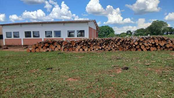 Indígenas denuncian tala masiva en territorio ancestral en Amambay