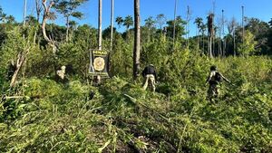 Destruyen 10 hectáreas de marihuana en reserva forestal de Bella Vista