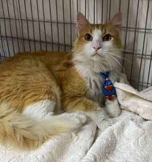 Denuncian que estudiantes rapai se rajan y abandonan a sus michis