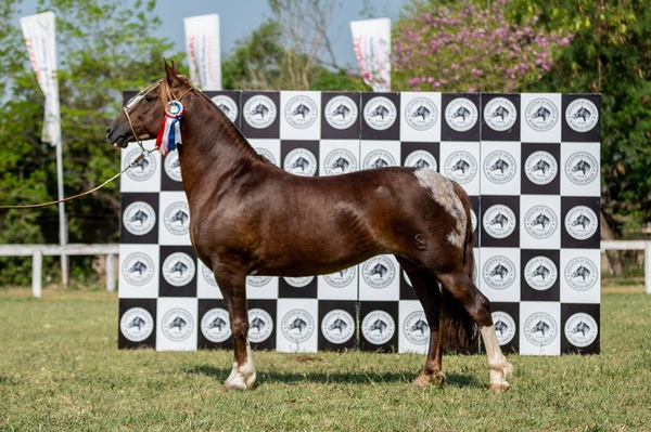 Criollos Entre Amigos pone en vidriera las mejores sangres del país en la edición 2026