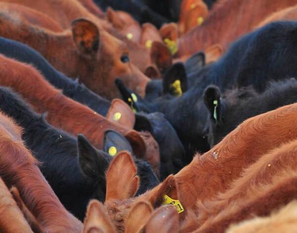 Suplementación estratégica puede generar hasta US$ 120 adicionales por ternero en la zafra