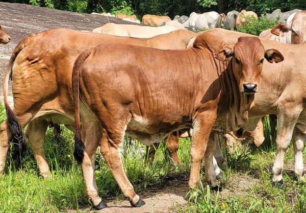 Paraguay exportó genética Boran a Uruguay y abrió el camino de la raza africana en ese país