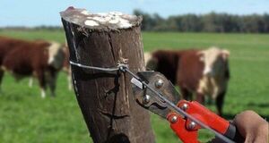 Dos casos de abigeato se registraron en Concepción y Horqueta durante el fin de semana - Concepción al Día