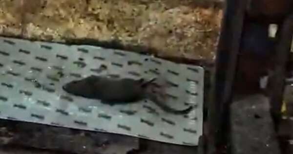 Diario HOY | Hallan ratas, cucarachas, heces y productos descompuestos en un súper