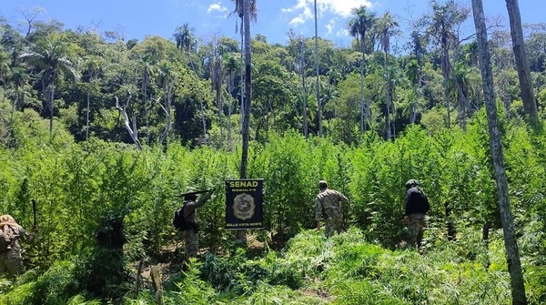 SENAD anula 54 toneladas de marihuana y destruye campamentos narcos en Bella Vista Norte