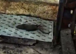 Hallan ratas, cucarachas, heces y productos descompuestos en un súper