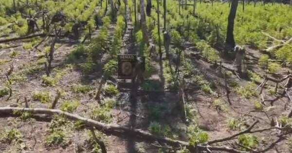 La Nación / Golpe al narcotráfico: anulan cultivos de marihuana valorados en USD 2 millones