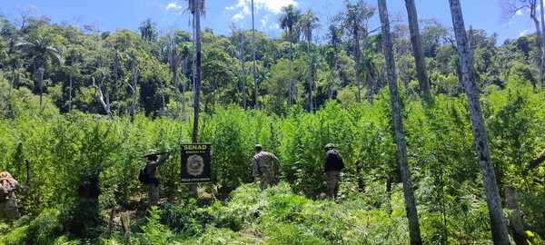Destruyen 18 hectáreas de marihuana y seis campamentos en Bella Vista Norte