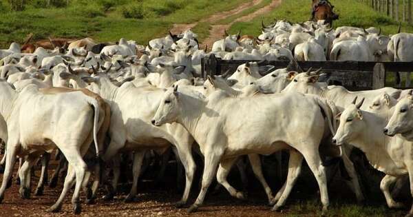 Menos ganado, más presión