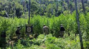 Asestan perjuicio de USD 2 millones al narcotráfico con destrucción de 54 toneladas de marihuana en Amambay - Noticiero Paraguay