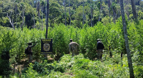 Asestan perjuicio de USD 2 millones al narcotráfico con destrucción de 54 toneladas de marihuana en Amambay - Noticiero Paraguay