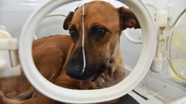 Video: La evolución de Canela tras su histórica cirugía de mandíbula