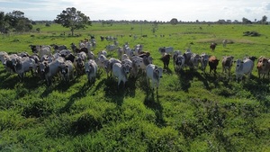 Precio del ganado gordo, futuro de la vacunación y mercado de la reposición