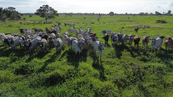 Precio del ganado gordo, futuro de la vacunación y mercado de la reposición