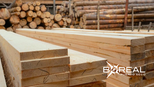 Exportaciones forestales: madera contrachapada se destaca como producto estratégico | Unicanal