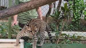 Encarnación: mini zoo Juan XXIII ofrece contacto con las especies autóctonas de la región - Viajes - ABC Color