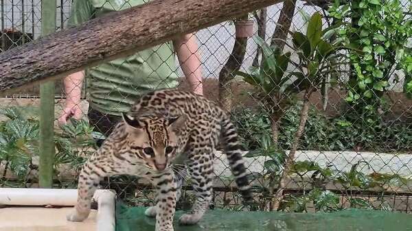 Encarnación: mini zoo Juan XXIII ofrece contacto con las especies autóctonas de la región - Viajes - ABC Color