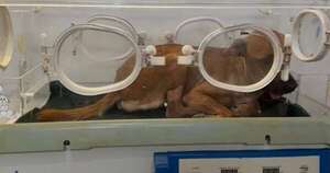 La Nación / Tercer día de recuperación: Canela evoluciona favorablemente tras cirugía de mandíbula