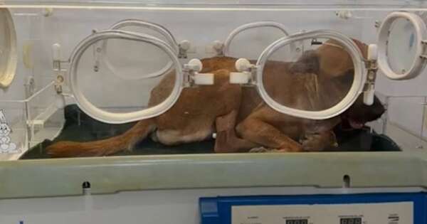 La Nación / Tercer día de recuperación: Canela evoluciona favorablemente tras cirugía de mandíbula