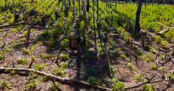 La Nación / Dan golpe al narcotráfico por unos USD 2 millones