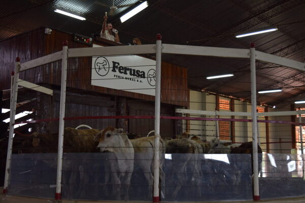 Consumo interno de carne muestra firmeza y sostiene valores en el mercado ganadero