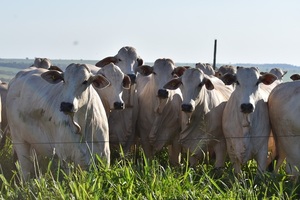 Remate de invernada en Feria Innovar: más de 2.300 cabezas, este miércoles por COPA TV