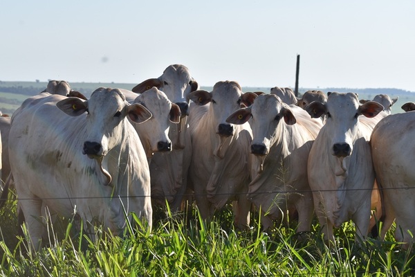 Remate de invernada en Feria Innovar: más de 2.300 cabezas, este miércoles por COPA TV