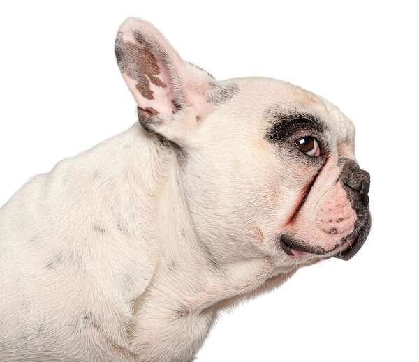 El lenguaje de las orejas: guía definitiva para entender qué te está diciendo tu perro  - Mascotas - ABC Color