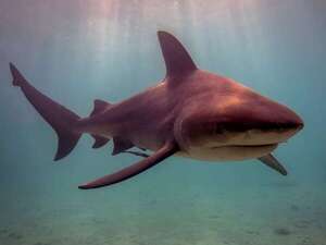 Estudio: tiburones toro tienen vida social más compleja de lo que se pensaba  - Ciencia - ABC Color