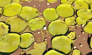 Fotografían al Yacaré Yrupé, la joya acuática que florece cada tres años en una propiedad privada en Ñeembucú - OviedoPress