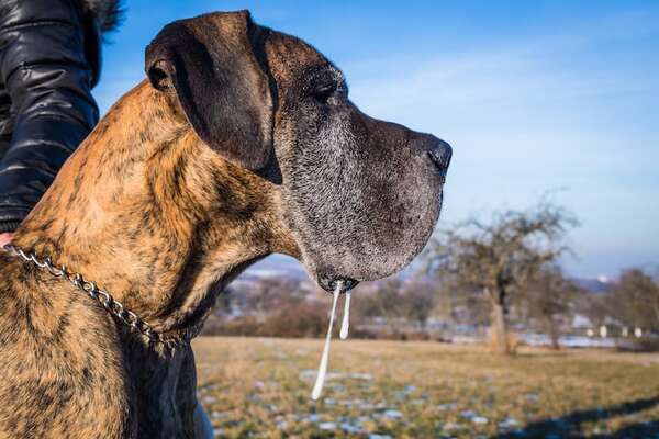 Gran Danés y otros grandes babosos: guía de supervivencia para dueños  - Mascotas - ABC Color