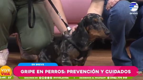 Gripe en perros: Prevención y Cuidados
