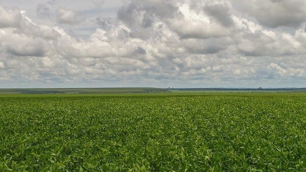 Rendimientos históricos de soja revelan mapa productivo por departamentos