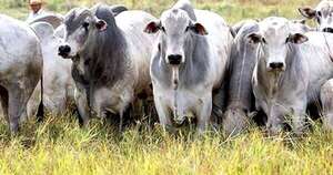 La Nación / Menor oferta de ganado mantiene precios firmes, señala Appec