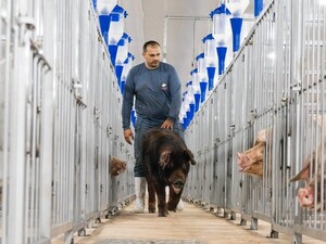 Topigs Norsvin inaugura en Santa Rita un centro de inseminación artificial porcino con inversión cercana a US$ 1 millón