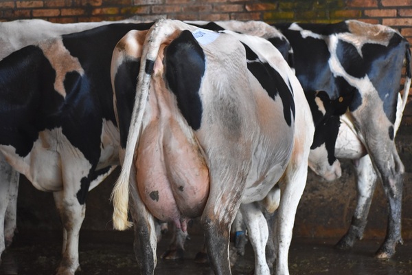 Tambos utilizan genética de carne para captar buenos precios de la hacienda y diversificar ingresos