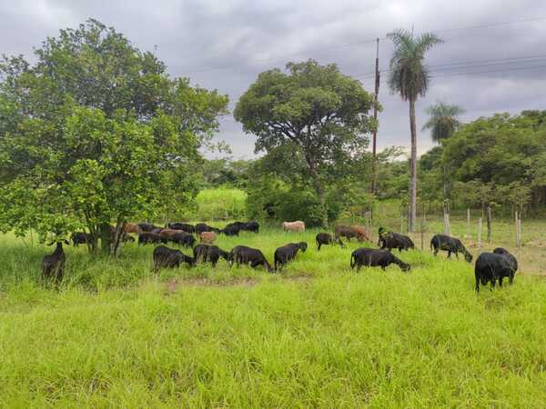 Remate Ñande Corderos Santa Inés se realiza este jueves con foco en la producción de carne