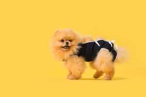 El mito de la esterilización: ¿deben las hembras tener “al menos una camada” por salud? - Mascotas - ABC Color