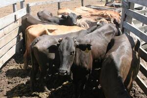 Consumo interno de carne muestra firmeza y sostiene valores en el mercado ganadero