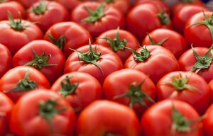 Anticipan una superproducción de tomate y genera expectativas en el mercado