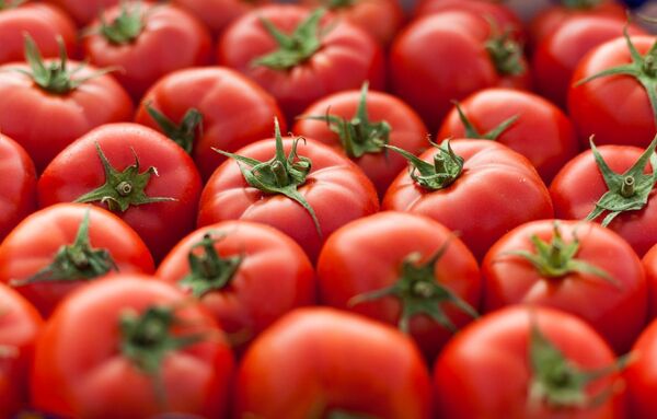 Anticipan una superproducción de tomate y genera expectativas en el mercado