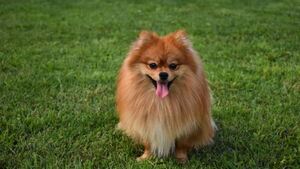 Secuestraron al perro de una pareja paraguaya en Aduana de Posadas