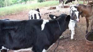 Preocupación en San Cosme y Damián por nuevo caso de abigeato